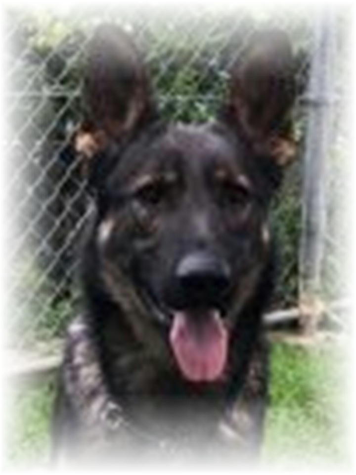 アシマ号 アシマ号